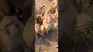 Pitiful abandoned adorable monkeys 345