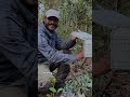 Tigers in Simlipal Reserve