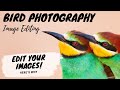 Bird Photography IMAGE EDITING - Edit Your Images! - Here's Why - Jan Wegener