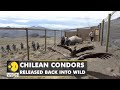 Two rescued Chilean condors released back into wild | Condor is a type of scavenging vulture | WION