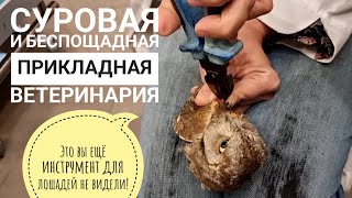 Ветеринар Мария Маркина добывает из совы металл. Видео для сильных нервами и не впечатлительных