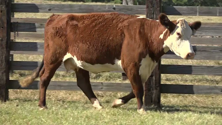 Victoria - Beall Cattle