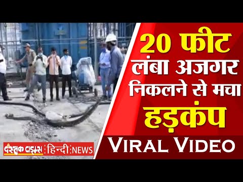 NTPC में घातक जानवरों का डेरा, 20 फीट लंबा अजगर निकलने से मचा हड़कंप