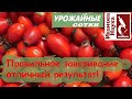 Для укрепления сосудов, печени, почек, суставов и иммунитета. Как правильно заварить шиповник?