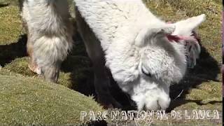 Nord du Chili - 3 semaines de road trip