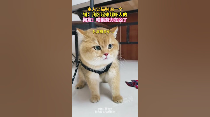 主人让猫咪凶一个，猫：我凶起来超吓人的，网友：喵很努力在凶了