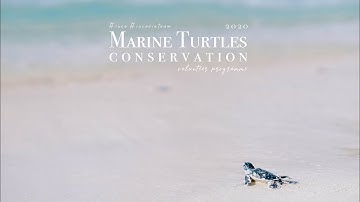 Tình nguyện bảo tồn rùa biển tại Côn Đảo #iucn #saveturtles