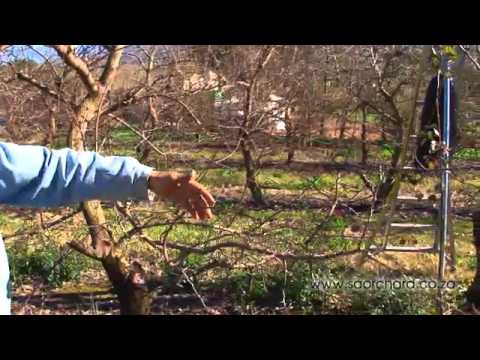 Pruning -  Apricot Trees