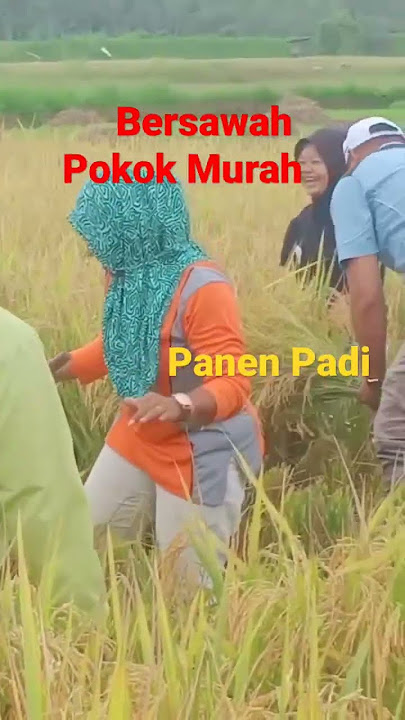 Bersawah Pokok Murah