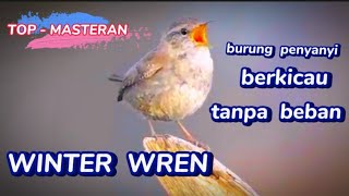 Kicauan Burung Winter Wren ‼️ Masteran Burung Juara Gacor Ngeplong #masteranburung #birdsounds