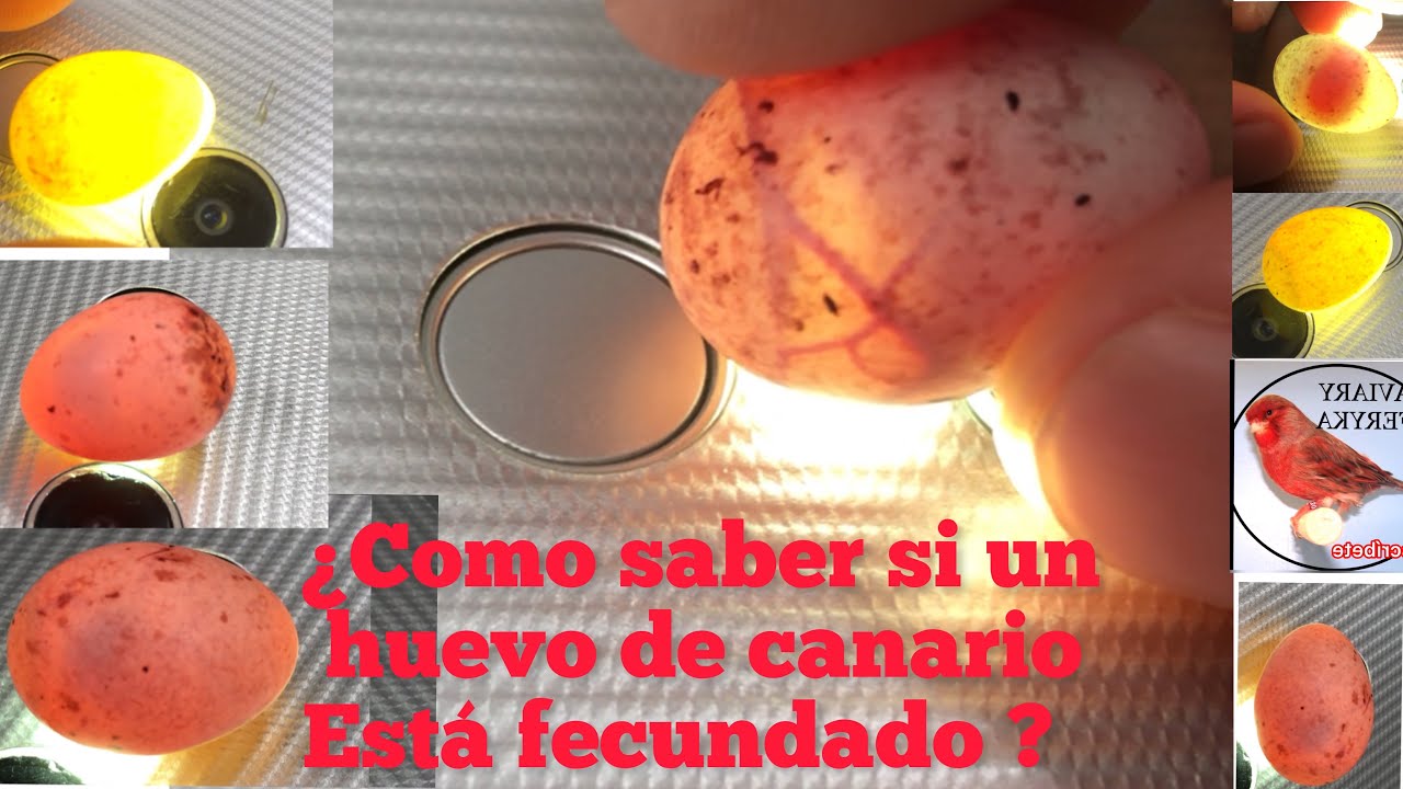 Como saber si un huevo de canario está fecundado o no YouTube