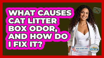 What Causes Cat Litter Box Odor, And How Do I Fix It? - Ask A Pet Vet