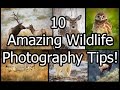 10 Amazing Wildlife Photography Tips