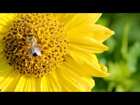 Gelbe Blumen, Lichtblicke für alle