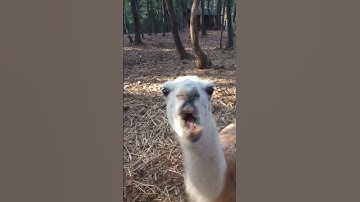 Grumpy Llama Spits at Person!