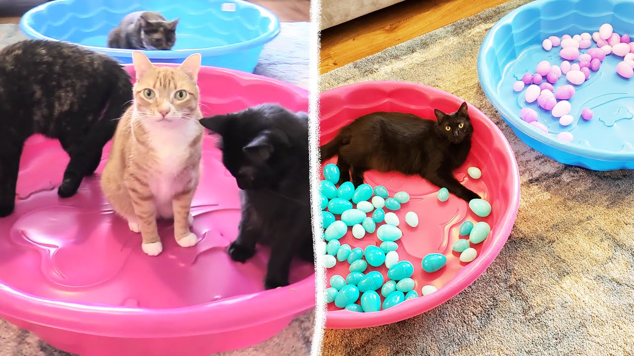 4 Cats + 100 Easter Egg Ball Pits!