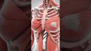 Inside the Human Body: Transparent Female Anatomy Explained”