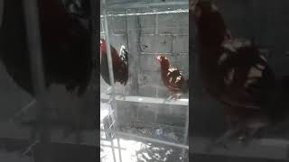 Gallinas Kelso y Hatch Gallinas Kelso y Hatch
