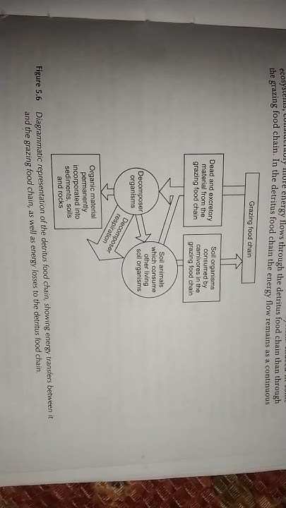 grazing-food-chain-detritus-food-chain-trendingshorts-study