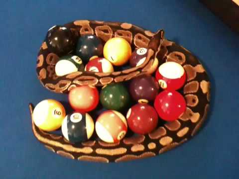 SpeedBump playing Pool