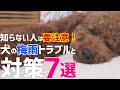 【知らないと危険】犬が梅雨時期に起こるトラブルと対策7選