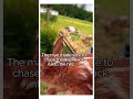 This Fawn needed help! #wholesome #cute #animals #story #shorts #deer