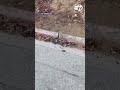 Rattlesnake battle caught at Griffith Park