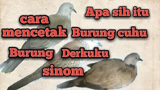 Cara mencetak burung cuhu dan sinom