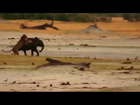 Lion Killed Baby Elephant #Lion #Elephant #viralvideo