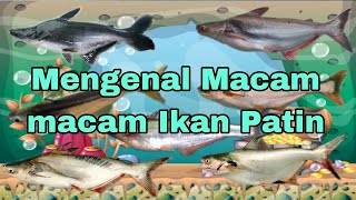 Mengenal Macam Macam Ikan Patin Mengenal Macam Macam Ikan Patin