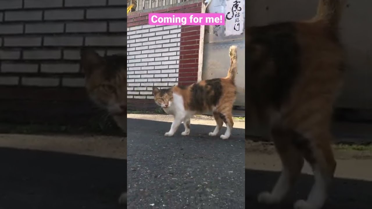 Can you tell me why the cat feel free to approach me? 