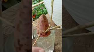 Cara Memperbanyak Tunas Ubi Jalar