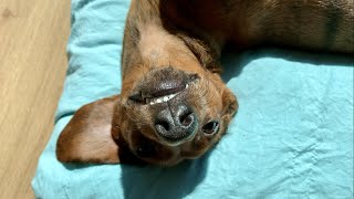 Mini dachshund soaking up the sun!