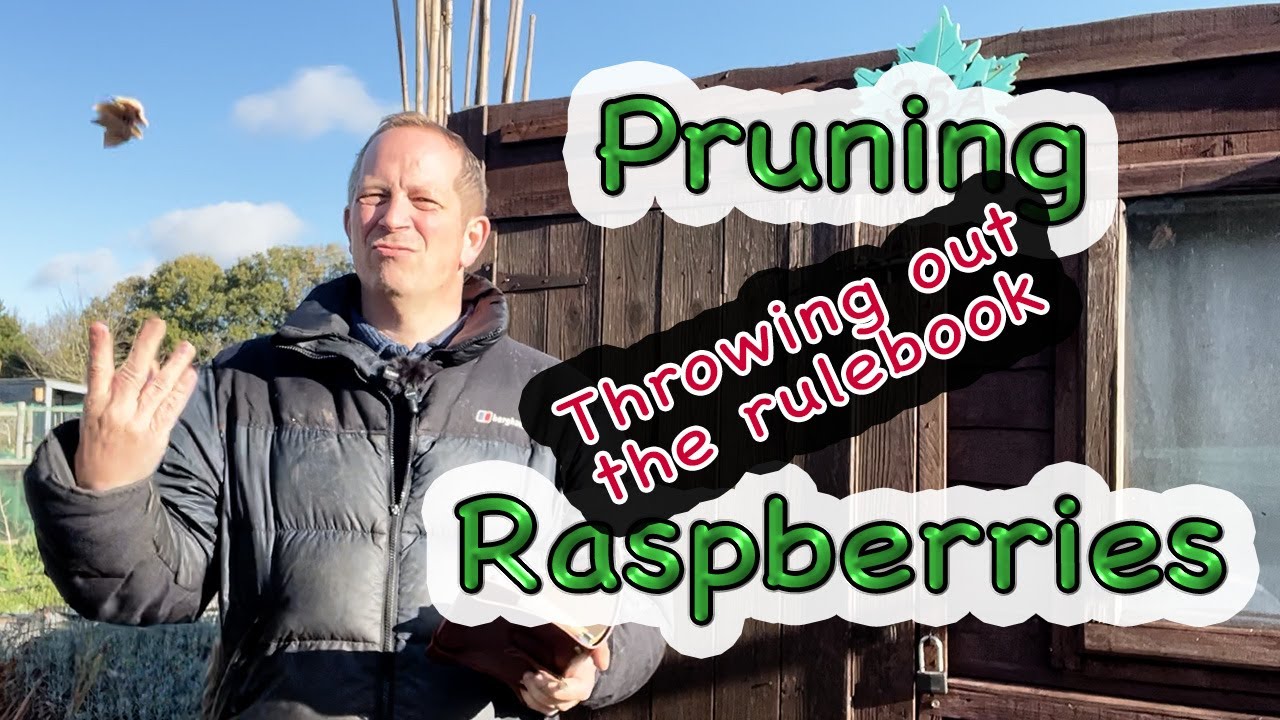 Throwing out the rulebook when pruning raspberries YouTube