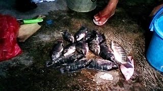 Lumayan Dapat Jatah Reman || Ikan Mujair