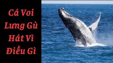 Cá Voi Lưng Gù Hát Vì Điều Gì? Khám Phá Âm Thanh Kỳ Lạ Trong Biển Cả