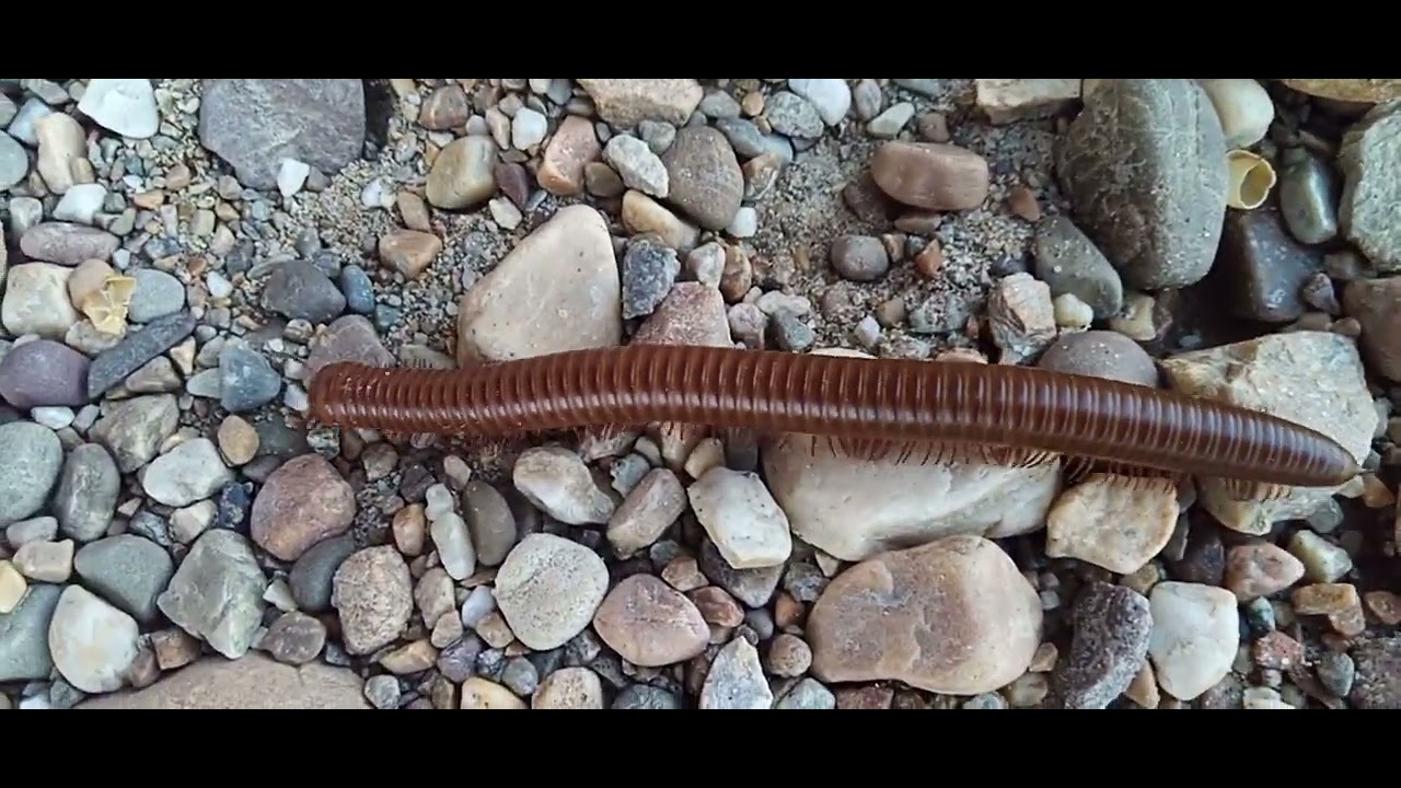 Intubi Insect strange insect #insect - YouTube