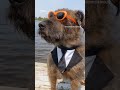 Dog in suit and tie music video for @kylerising new song!