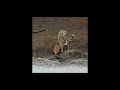 hannah (speak softly) lyric video