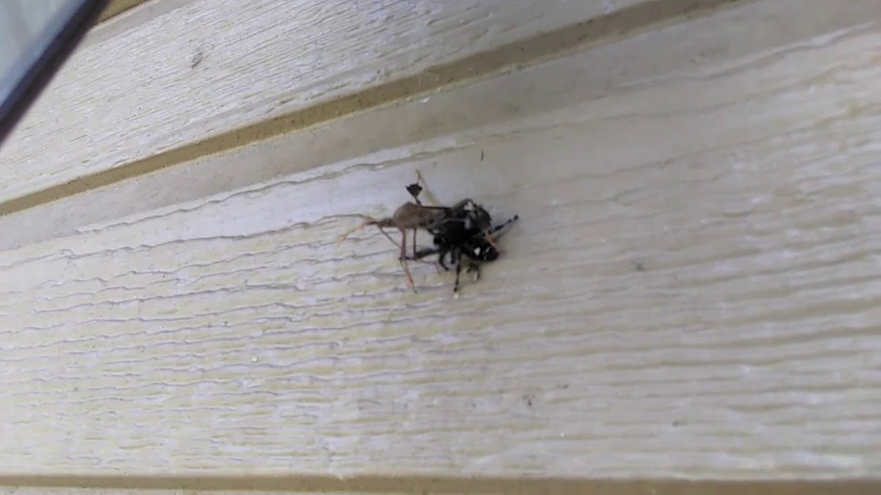 Black spider white spots on back vs the bug YouTube