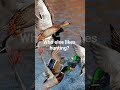 Who else likes hunting? #countrymusic #duckhunting #$awdogs_Hunts