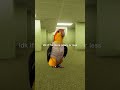 wild situation to be in #parrot #backrooms #shorts #memes