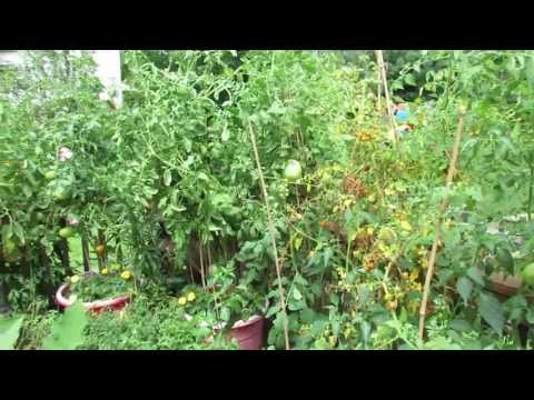 Video: Was ist eine gelbe Stuffer-Tomate – Growing Yellow Stuffer Tomato Plants