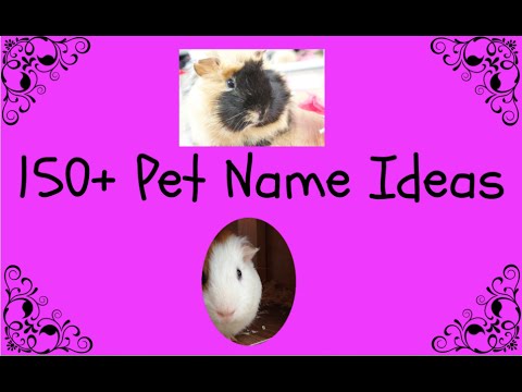 150+ Pet Name Ideas - YouTube