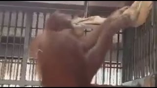 Orangutan builds a hammock(This 14-year-old female Orangutan constructs a hammock all on her own. This is just her night enclosure. For clarification: we are not affiliated with the zoo ..., 2015-12-23T13:56:05.000Z)