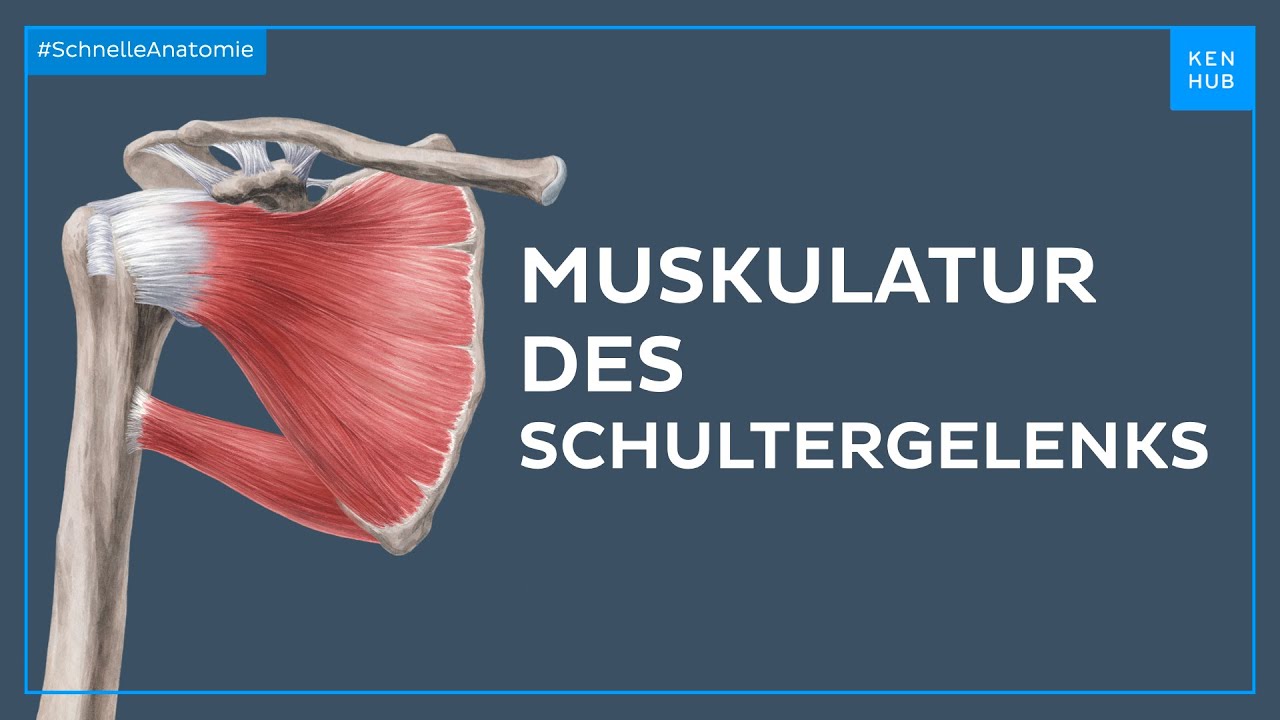 Musukulatur des Schultergelenks - Anatomie einfach erklärt | Kenhub