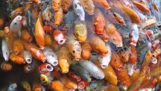 Thousands of Koi Fish Fighting for Food - China