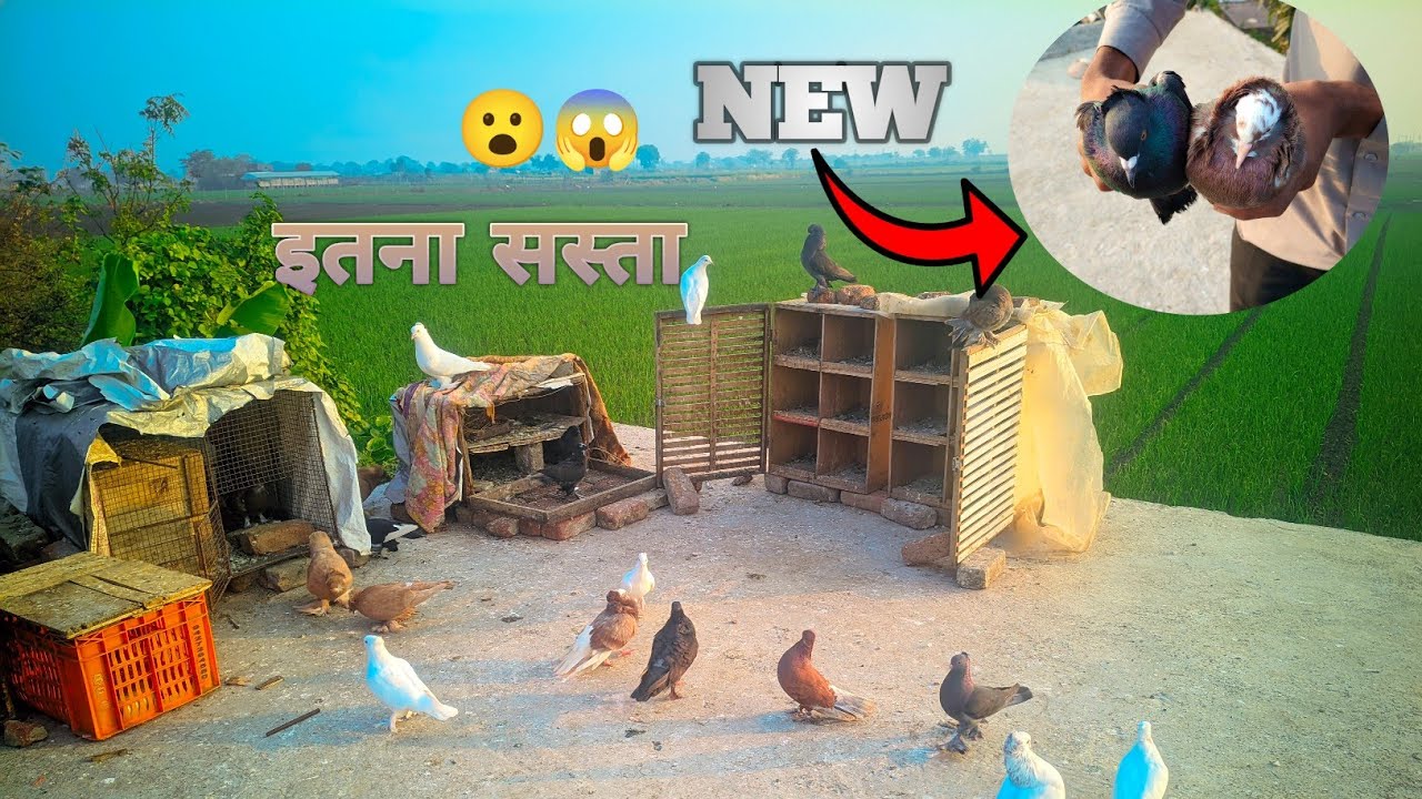 New kabutar ka joda le aye 😱itna sasta 