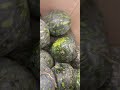 💥ШОК! АРБУЗЫ🍉 ПОЧТИ дАром! ОБЗОР🔭 ЦЕНА/Самара,октябрь 2023г/1kg.watermelons-10 cents.Samara /Shorts