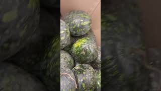 💥ШОК! АРБУЗЫ🍉 ПОЧТИ дАром! ОБЗОР🔭 ЦЕНА/Самара,октябрь 2023г/1kg.watermelons-10 cents.Samara /Shorts